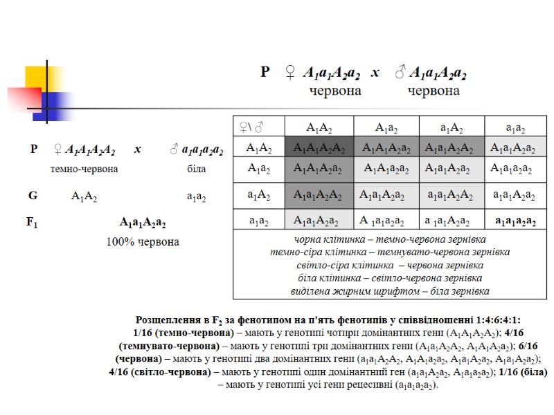 P    ♀  А1а1А2а2   x    ♂